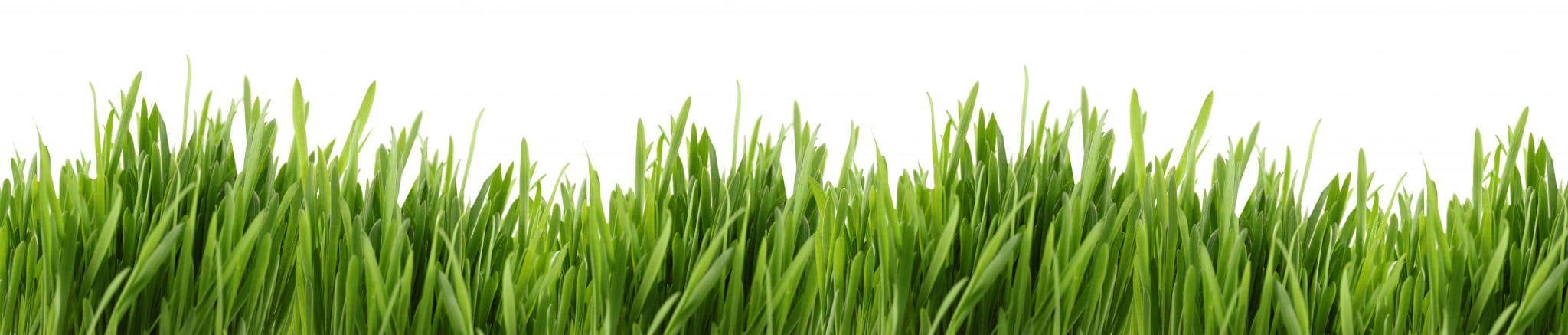 A banner of long green grass with a white background